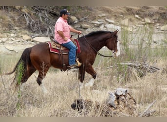 Draft Horse Mix, Castrone, 7 Anni, 160 cm, Baio ciliegia