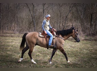 Draft Horse, Castrone, 7 Anni, 160 cm, Grullo