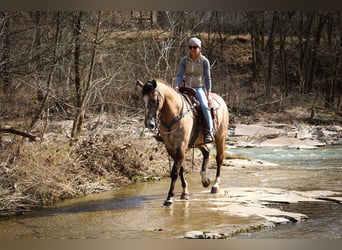 Draft Horse, Castrone, 7 Anni, 160 cm, Grullo
