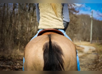 Draft Horse, Castrone, 7 Anni, 160 cm, Grullo