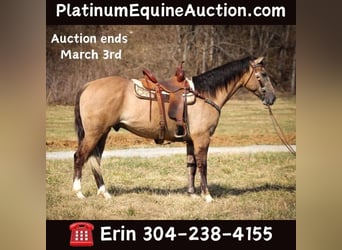 Draft Horse, Castrone, 7 Anni, 160 cm, Grullo