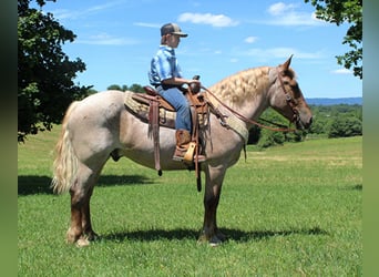 Draft Horse, Castrone, 7 Anni, 160 cm, Roano rosso