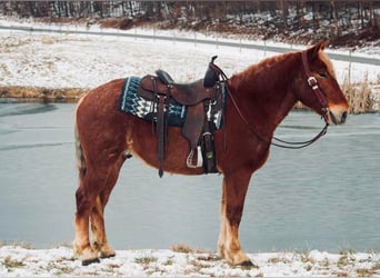 Draft Horse, Castrone, 7 Anni, 160 cm, Sauro ciliegia