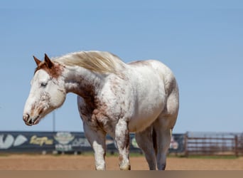 Draft Horse Mix, Castrone, 7 Anni, 160 cm, Sauro ciliegia