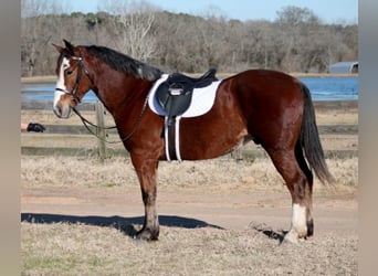 Draft Horse Mix, Castrone, 7 Anni, 163 cm, Baio ciliegia
