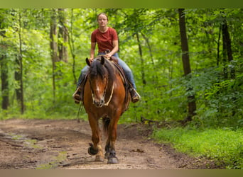 Draft Horse Mix, Castrone, 7 Anni, 163 cm, Baio ciliegia