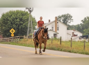 Draft Horse Mix, Castrone, 7 Anni, 163 cm, Baio roano