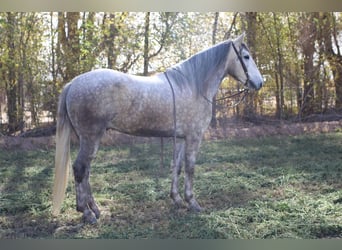 Draft Horse, Castrone, 7 Anni, 163 cm, Grigio