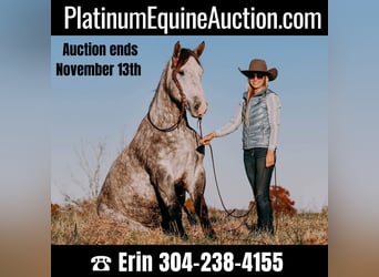 Draft Horse, Castrone, 7 Anni, 163 cm, Grigio pezzato