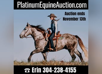 Draft Horse, Castrone, 7 Anni, 163 cm, Grigio pezzato