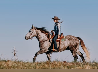 Draft Horse, Castrone, 7 Anni, 163 cm, Grigio pezzato