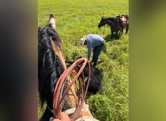 Draft Horse Mix, Castrone, 7 Anni, 163 cm, Grullo