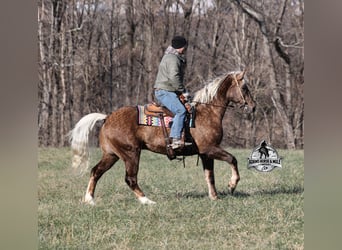 Draft Horse Mix, Castrone, 7 Anni, 163 cm