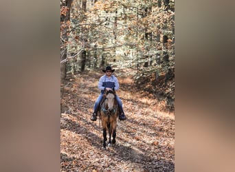 Draft Horse, Castrone, 7 Anni, 163 cm, Pelle di daino