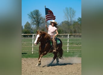 Draft Horse Mix, Castrone, 7 Anni, 163 cm, Sauro scuro