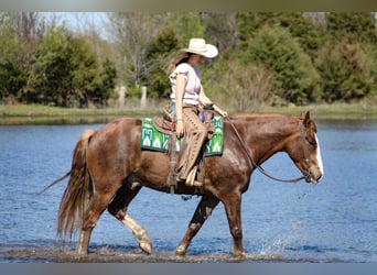 Draft Horse Mix, Castrone, 7 Anni, 163 cm, Sauro scuro