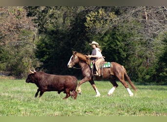 Draft Horse Mix, Castrone, 7 Anni, 163 cm, Sauro scuro