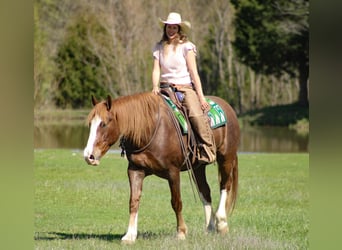 Draft Horse Mix, Castrone, 7 Anni, 163 cm, Sauro scuro