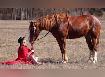 Draft Horse Mix, Castrone, 7 Anni, 163 cm, Sauro scuro
