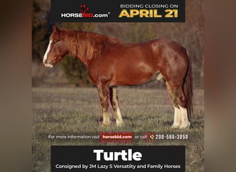 Draft Horse Mix, Castrone, 7 Anni, 163 cm, Sauro scuro
