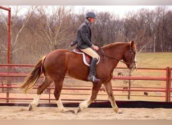Draft Horse Mix, Castrone, 7 Anni, 163 cm, Sauro scuro