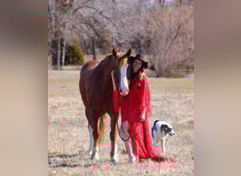 Draft Horse Mix, Castrone, 7 Anni, 163 cm, Sauro scuro