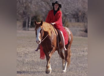 Draft Horse Mix, Castrone, 7 Anni, 163 cm, Sauro scuro