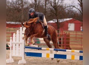 Draft Horse Mix, Castrone, 7 Anni, 163 cm, Sauro scuro