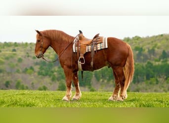 Draft Horse, Castrone, 7 Anni, 163 cm, Sauro scuro