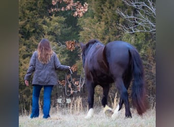 Draft Horse, Castrone, 7 Anni, 163 cm, Tobiano-tutti i colori