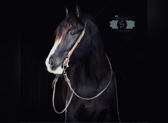 Draft Horse, Castrone, 7 Anni, 163 cm, Tobiano-tutti i colori