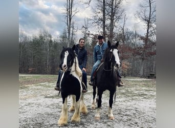 Draft Horse, Castrone, 7 Anni, 163 cm, Tobiano-tutti i colori