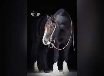 Draft Horse, Castrone, 7 Anni, 163 cm, Tobiano-tutti i colori