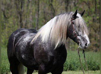 Draft Horse, Castrone, 7 Anni, 163 cm, Tobiano-tutti i colori