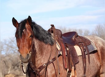 Draft Horse, Castrone, 7 Anni, 165 cm, Baio roano