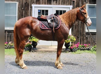 Draft Horse Mix, Castrone, 7 Anni, 165 cm, Sauro ciliegia