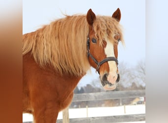 Draft Horse, Castrone, 7 Anni, 165 cm, Sauro scuro
