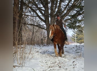 Draft Horse, Castrone, 7 Anni, 165 cm, Sauro scuro