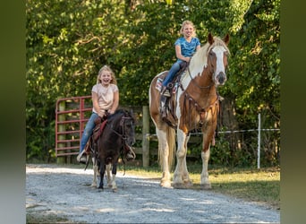 Draft Horse, Castrone, 7 Anni, 165 cm, Tobiano-tutti i colori