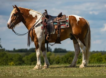 Draft Horse, Castrone, 7 Anni, 165 cm, Tobiano-tutti i colori