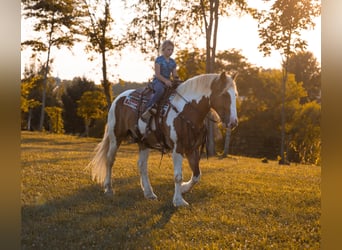 Draft Horse, Castrone, 7 Anni, 165 cm, Tobiano-tutti i colori