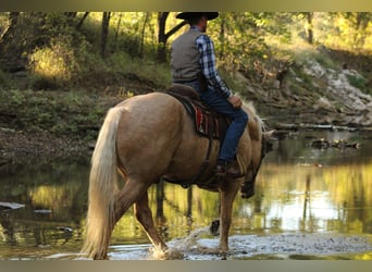 Draft Horse Mix, Castrone, 7 Anni, 168 cm, Palomino
