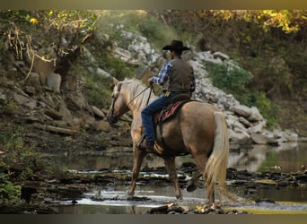 Draft Horse Mix, Castrone, 7 Anni, 168 cm, Palomino