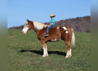 Draft Horse, Castrone, 7 Anni, 168 cm, Sauro ciliegia