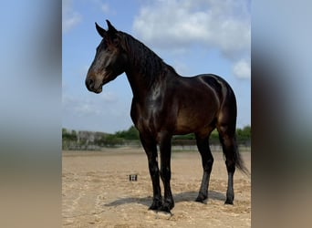 Draft Horse, Castrone, 7 Anni, 173 cm, Baio