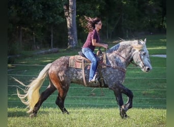 Draft Horse, Castrone, 7 Anni, 173 cm, Grigio pezzato