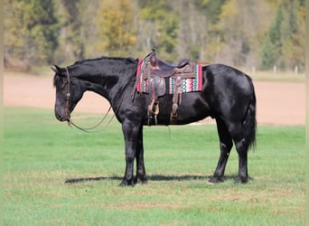 Draft Horse Mix, Castrone, 7 Anni, 173 cm, Morello