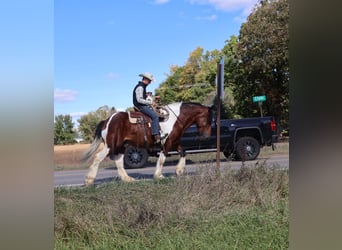 Draft Horse Mix, Castrone, 7 Anni, 173 cm, Pezzato
