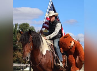 Draft Horse Mix, Castrone, 7 Anni, 173 cm, Pezzato