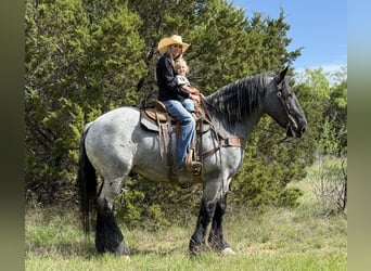 Draft Horse Mix, Castrone, 7 Anni, 173 cm, Roano blu